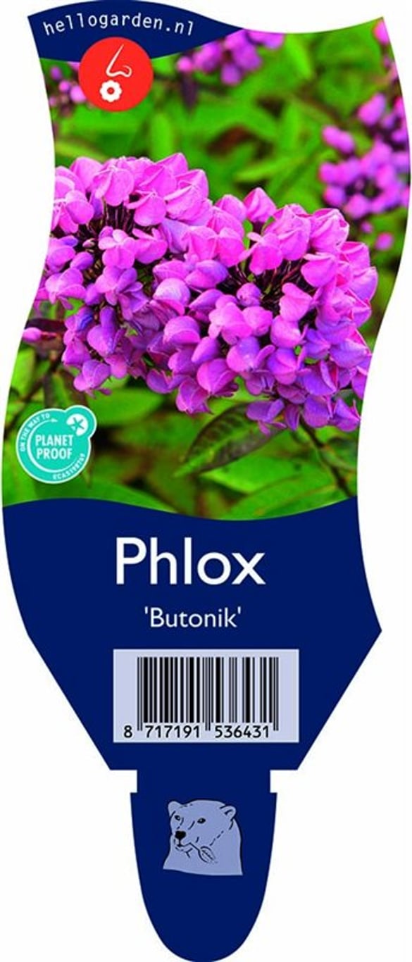 Phlox (P) 'Butonik' - P11